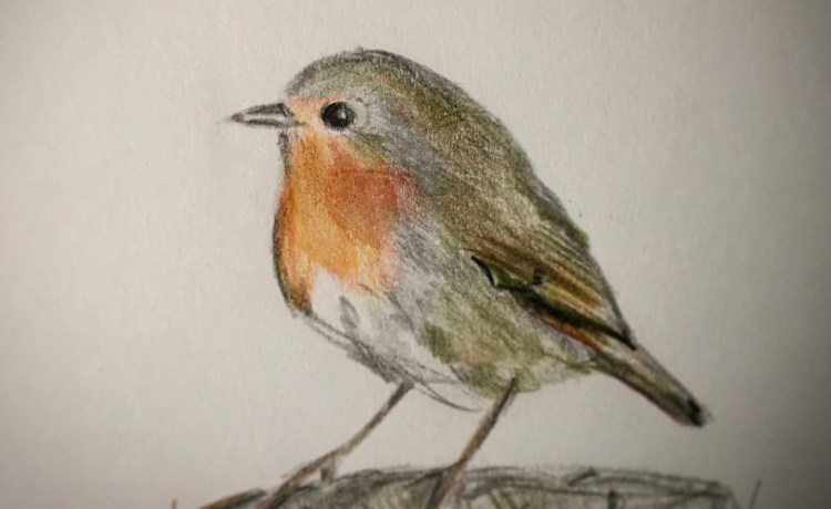 Robin (c) Lucy Mills